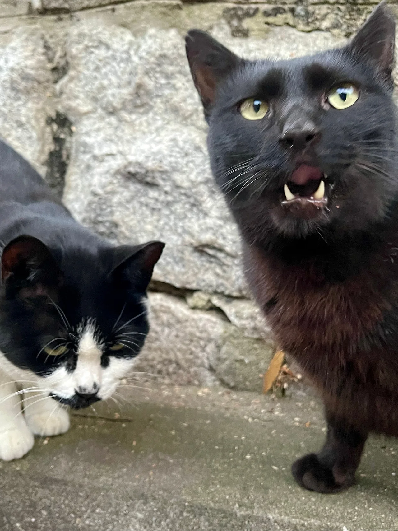 IMG%EF%BC%BF4366.jpg?type=w1600