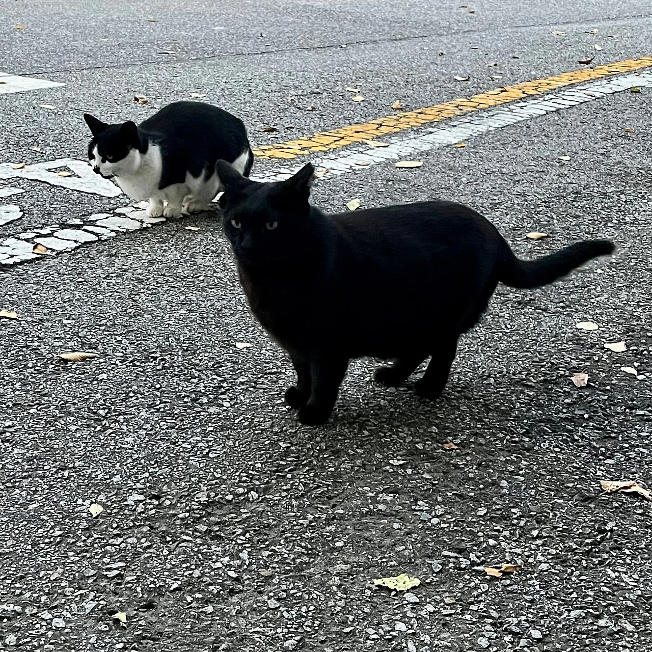 IMG%EF%BC%BF3512.jpg?type=w1600