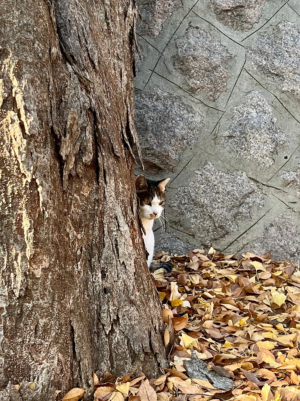 IMG%EF%BC%BF8928.jpg?type=w1600