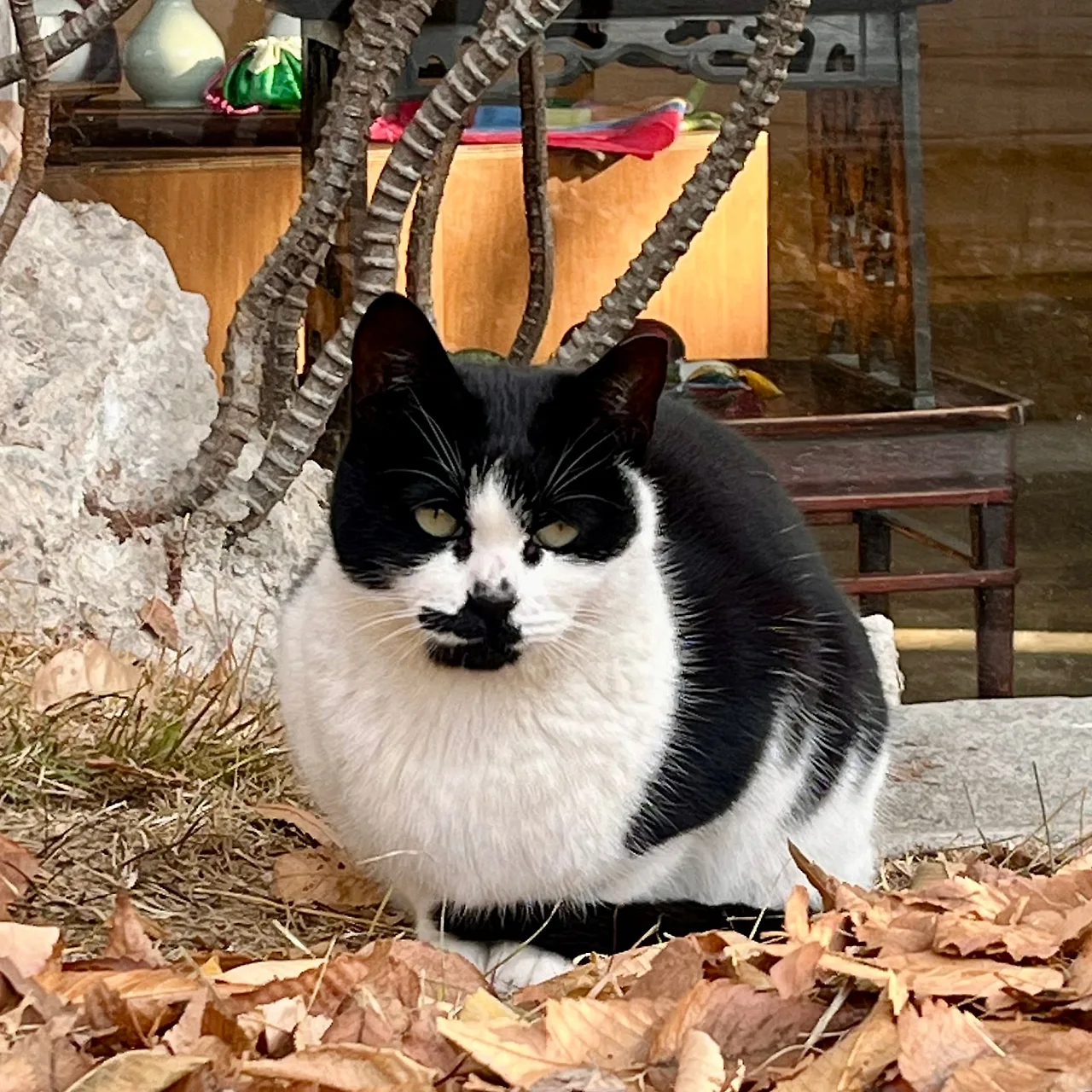 IMG%EF%BC%BF9503.jpg?type=w1600