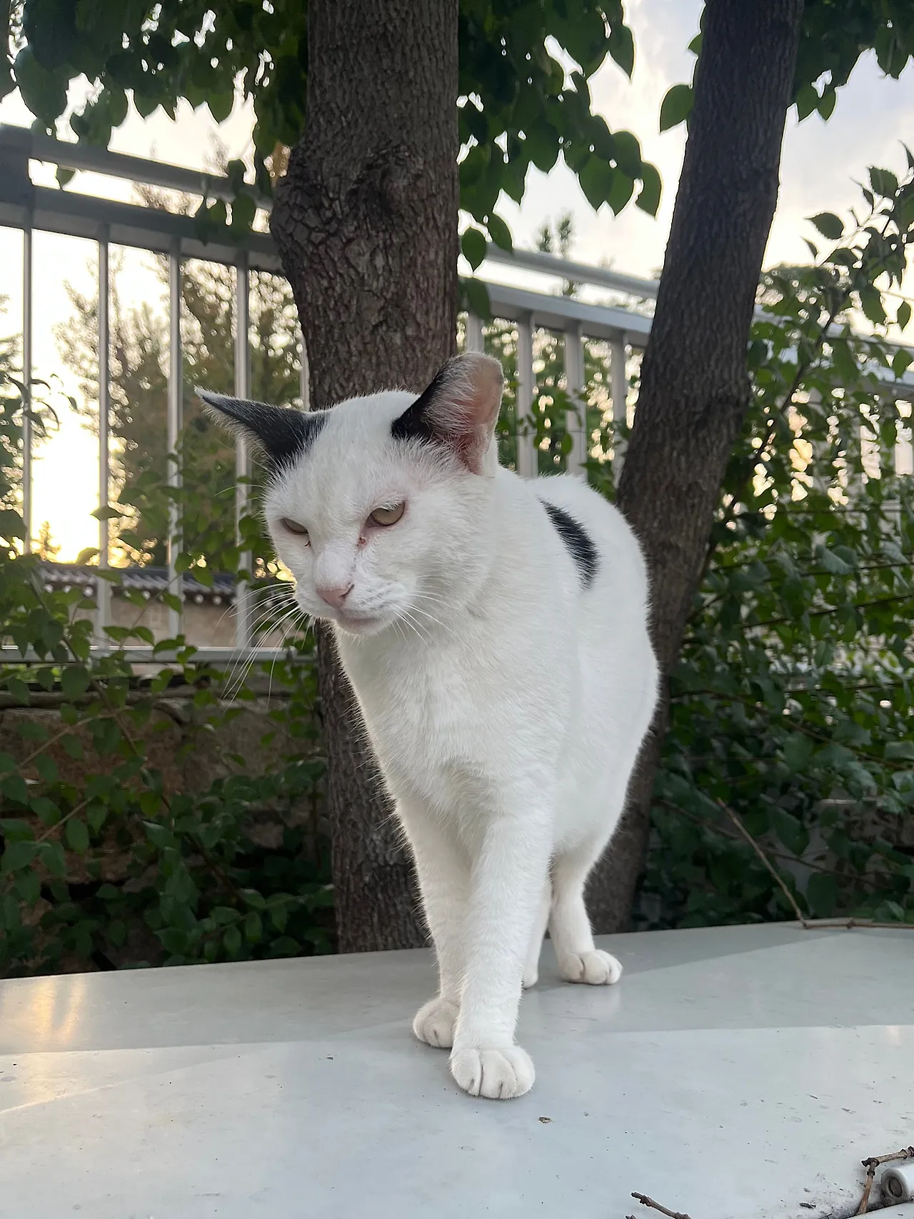 IMG%EF%BC%BF0522.jpg?type=w1600