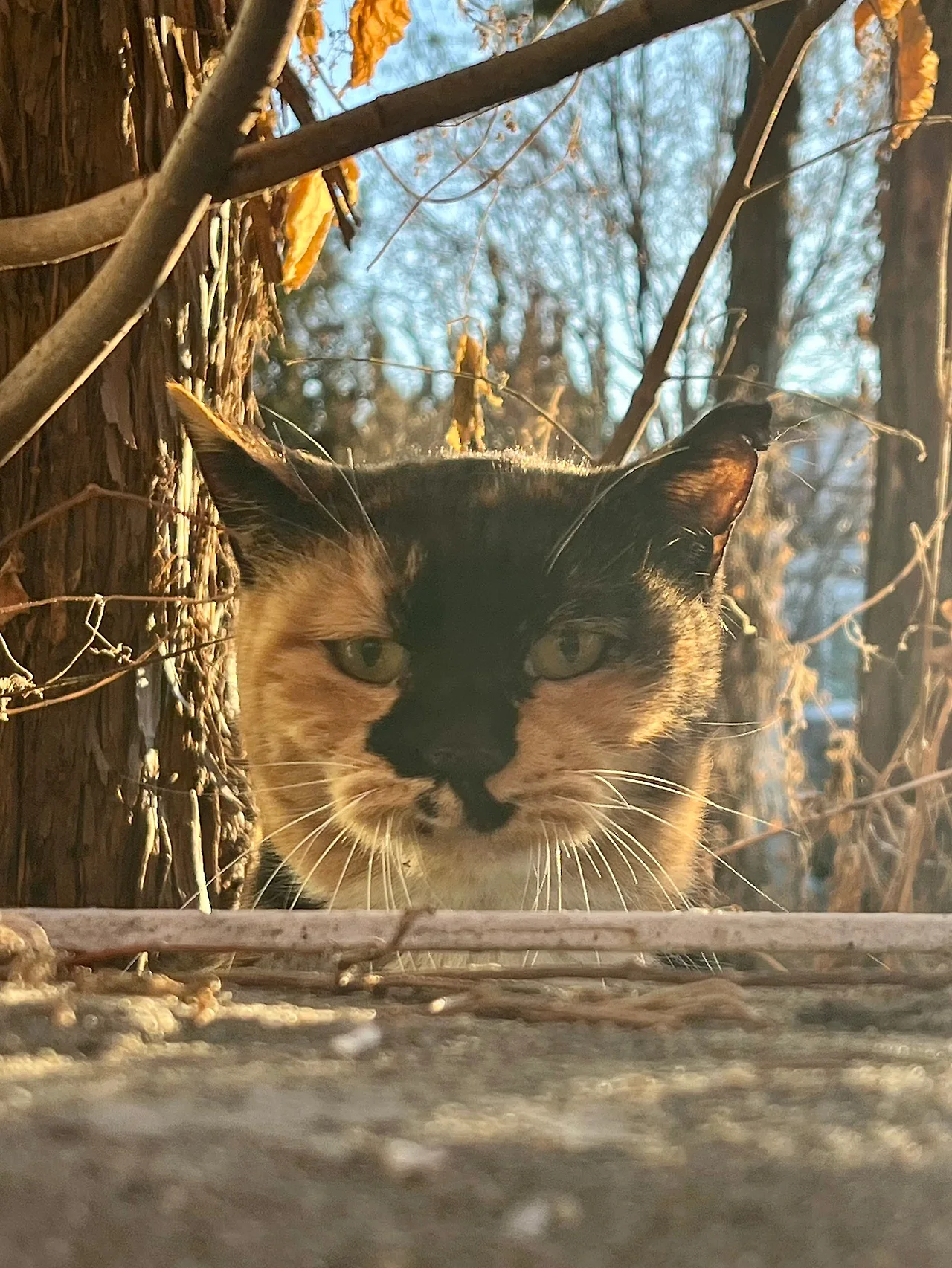 IMG%EF%BC%BF0826.jpg?type=w1600