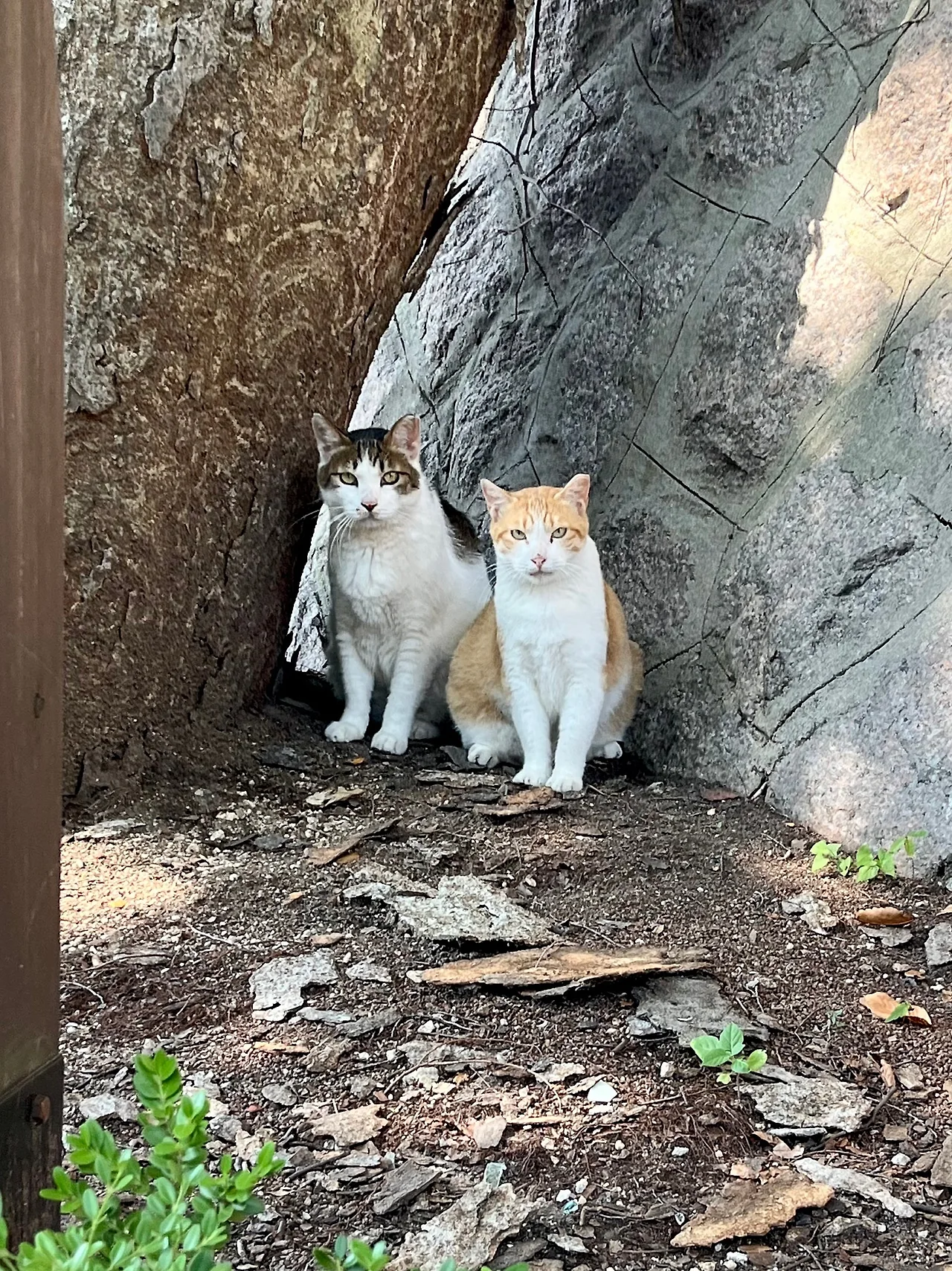 IMG%EF%BC%BF8931.jpg?type=w1600