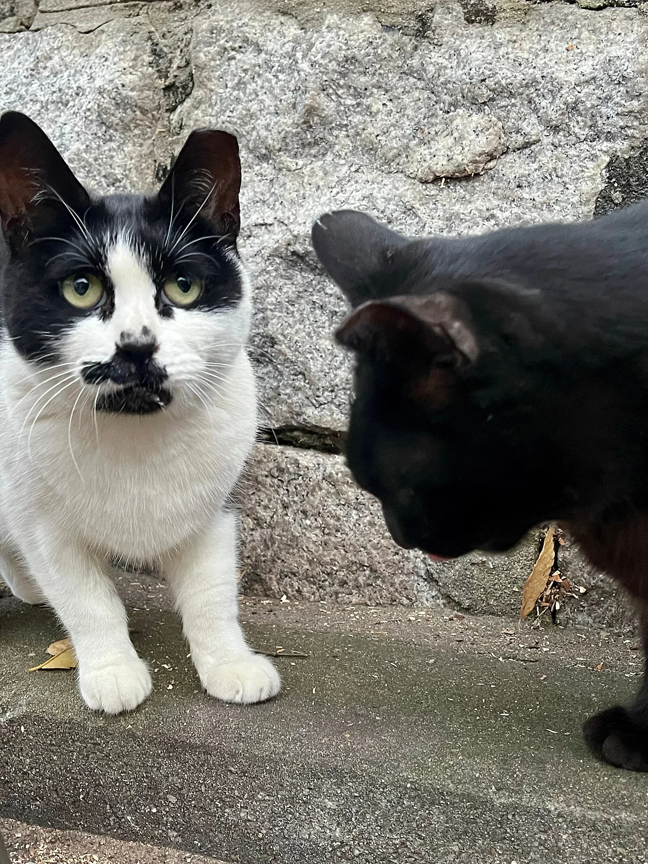 IMG%EF%BC%BF4363.jpg?type=w1600