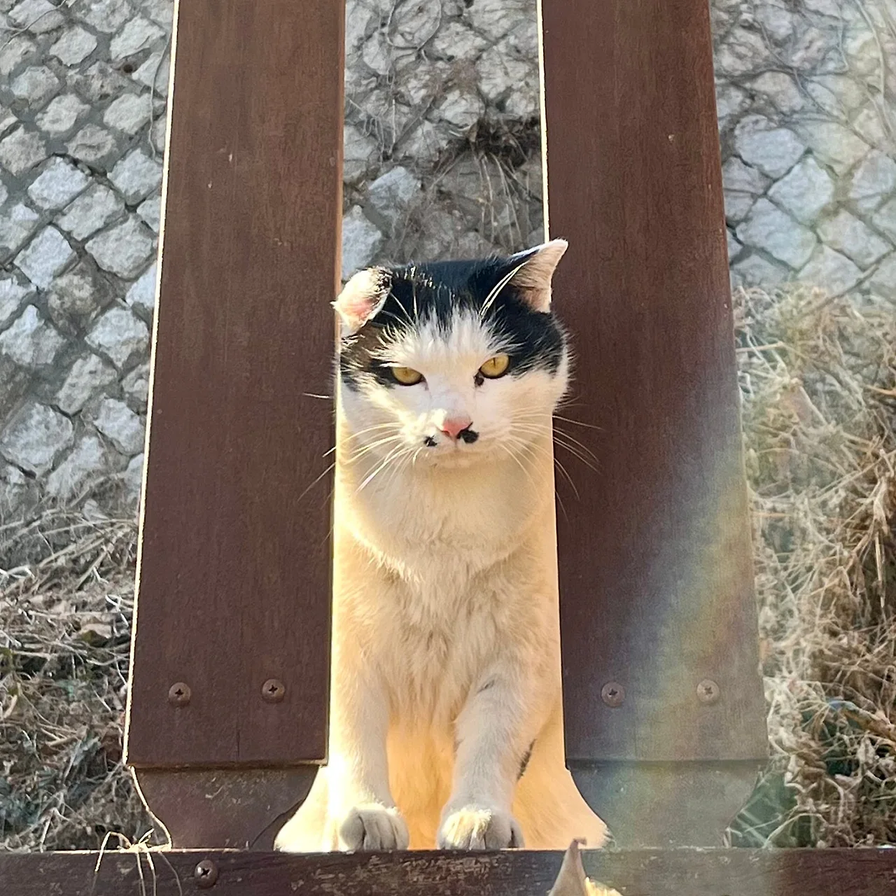 SE-98eda232-cb91-4ec7-946b-aa0d3344cc62.jpg?type=w1600