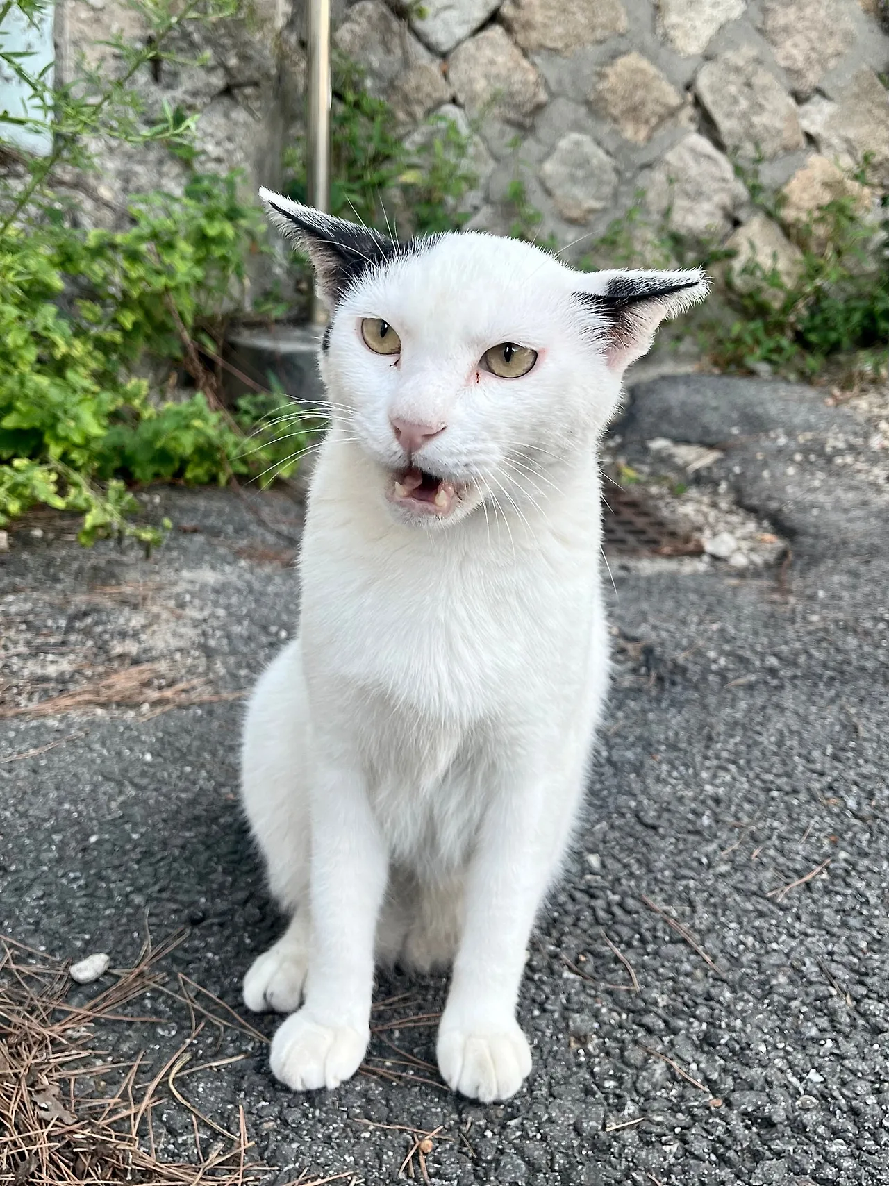 IMG%EF%BC%BF0030.jpg?type=w1600