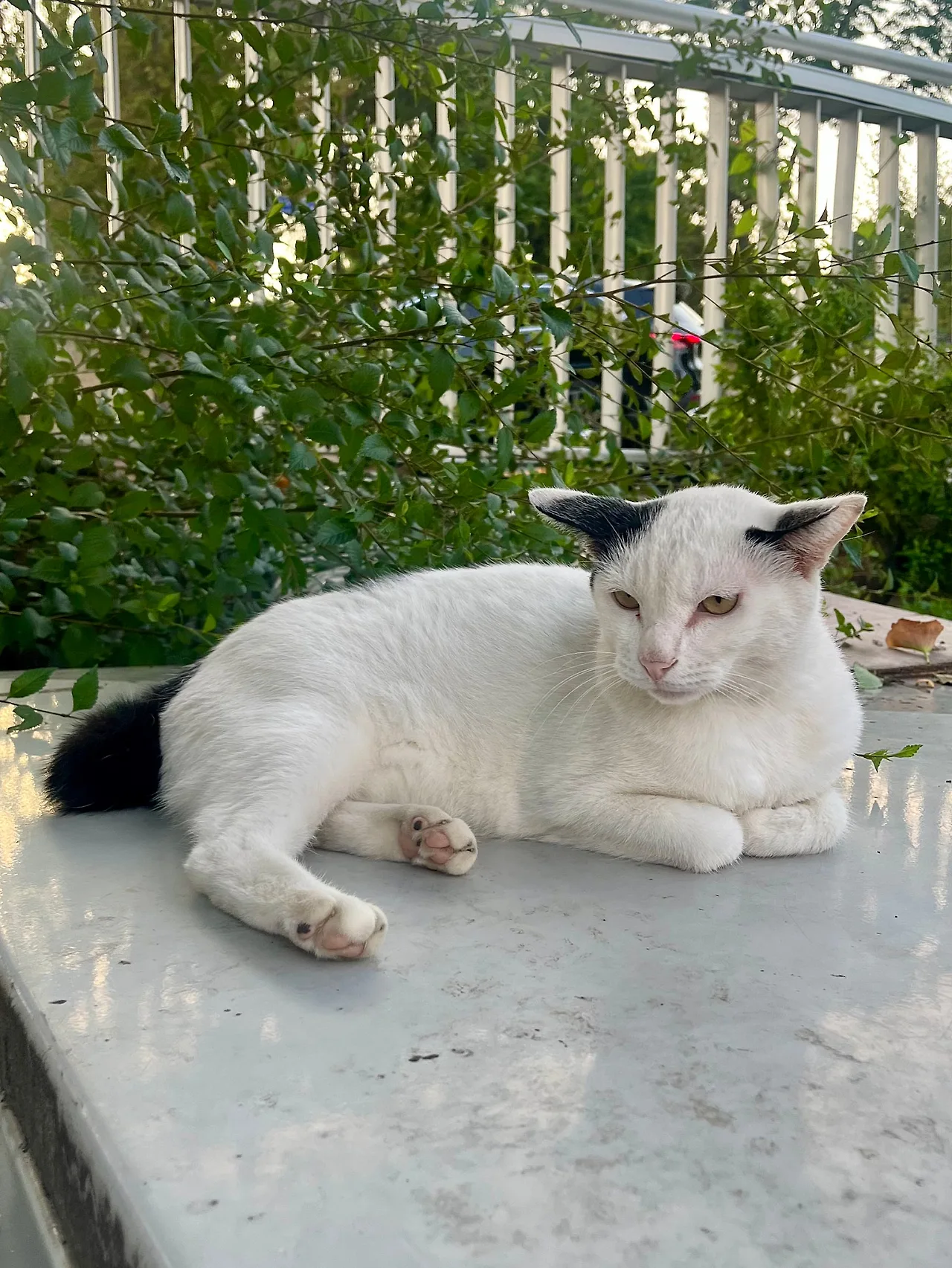 IMG%EF%BC%BF0898.jpg?type=w1600