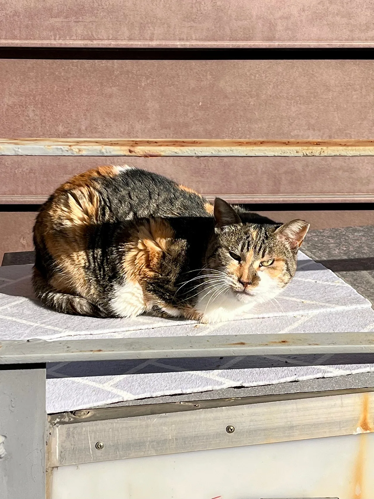 IMG%EF%BC%BF0790.jpg?type=w1600