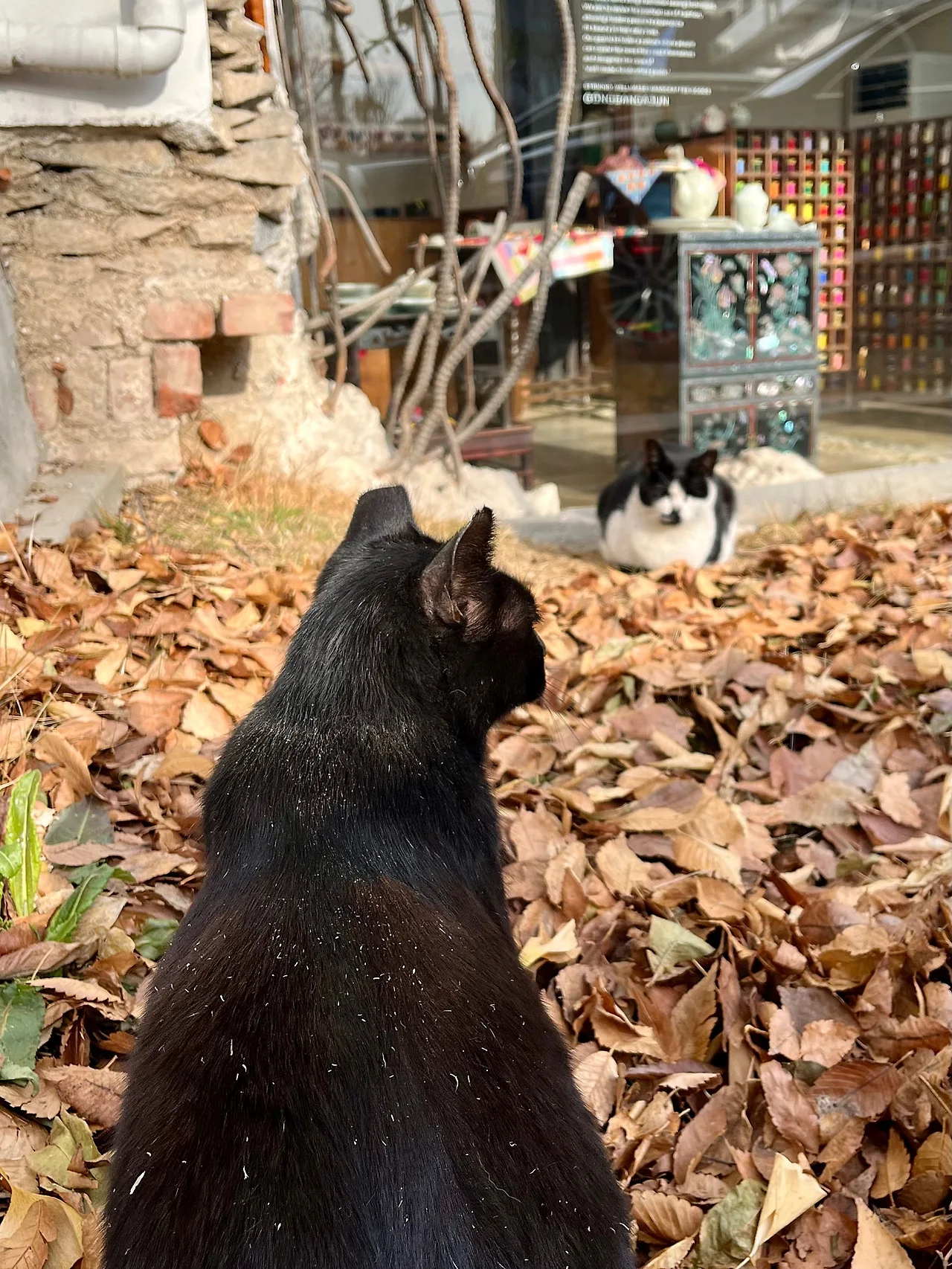 IMG%EF%BC%BF9227.jpg?type=w1600