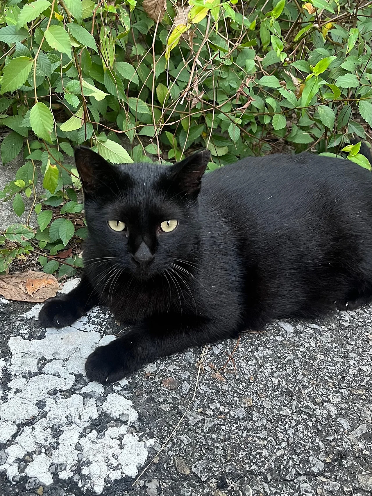 IMG%EF%BC%BF0894.jpg?type=w1600