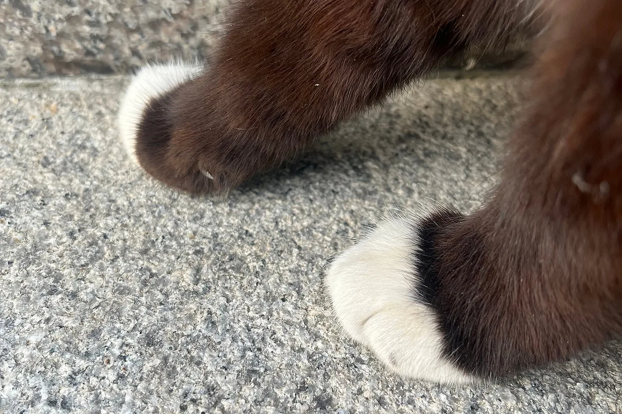 SE-987e0950-19aa-4c10-8542-0e0e8dd69468.jpg?type=w1600