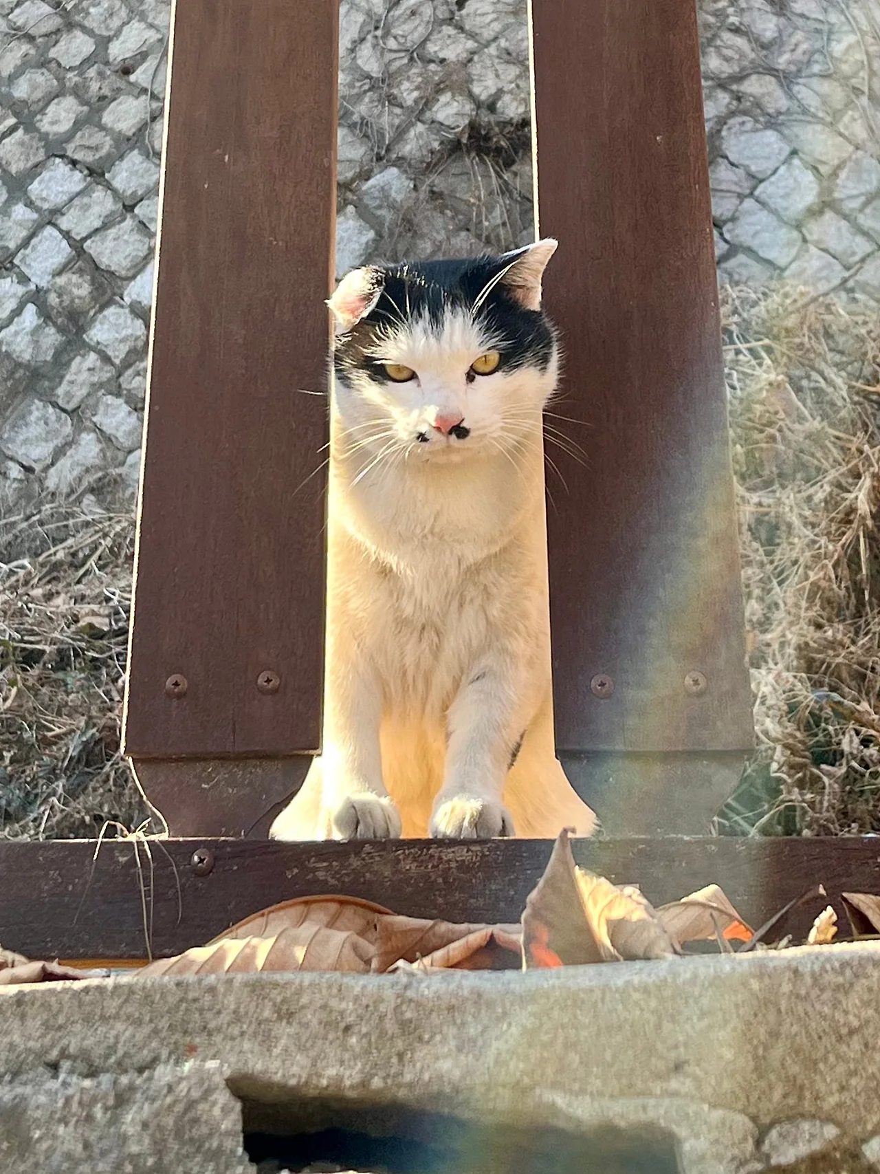 SE-64FA8993-ED73-43B5-B93E-1D1DA74638F9.jpg?type=w1600