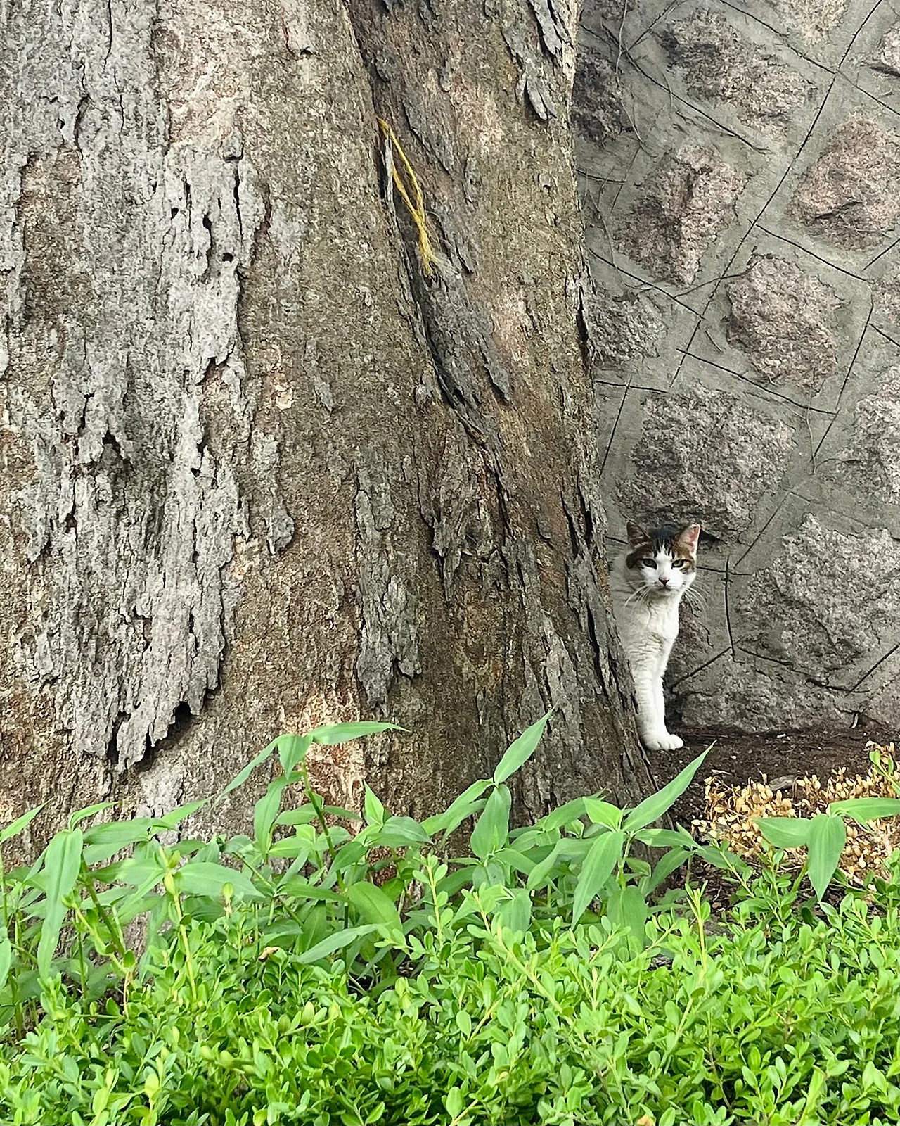 IMG%EF%BC%BF7135.jpg?type=w1600