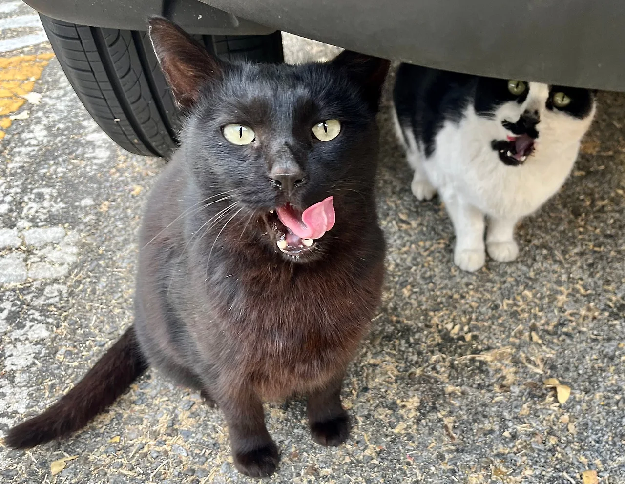 IMG%EF%BC%BF7003.jpg?type=w1600