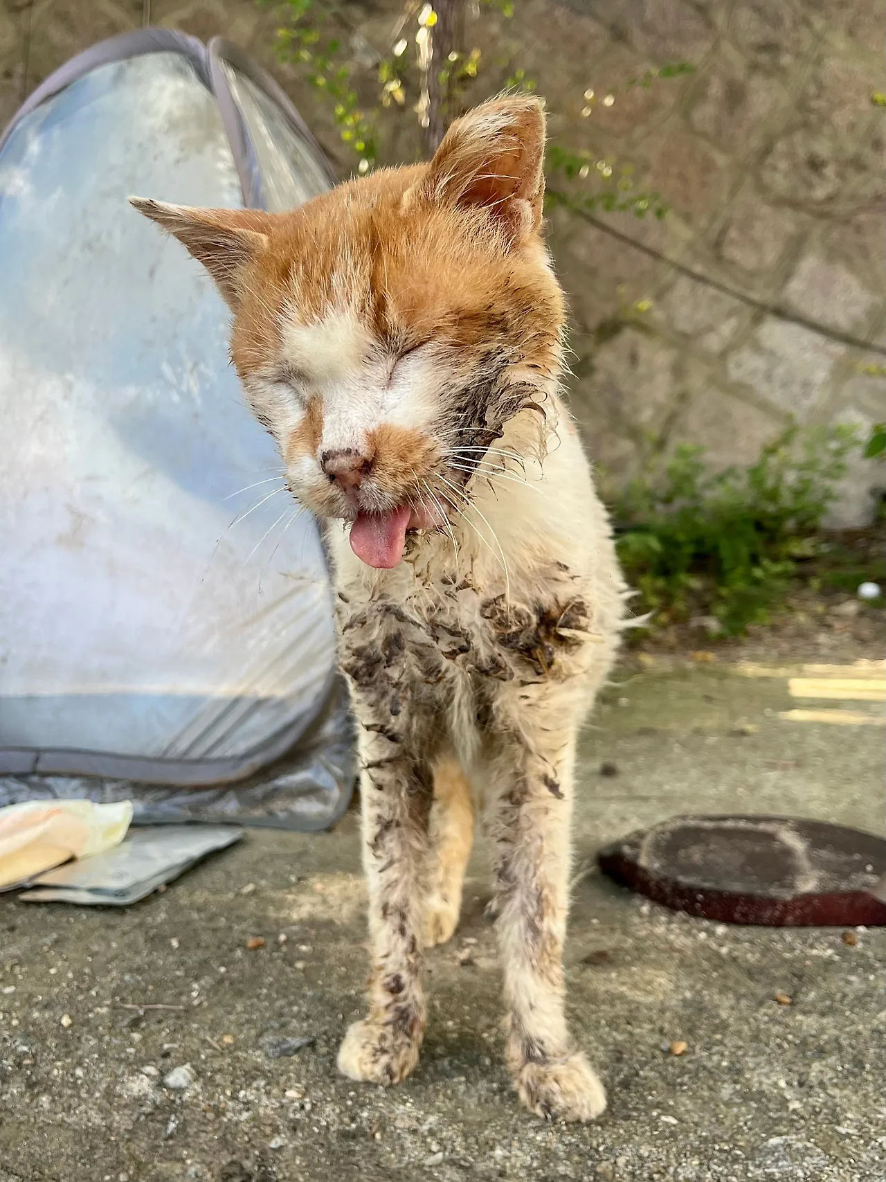 IMG%EF%BC%BF3746.jpg?type=w1600