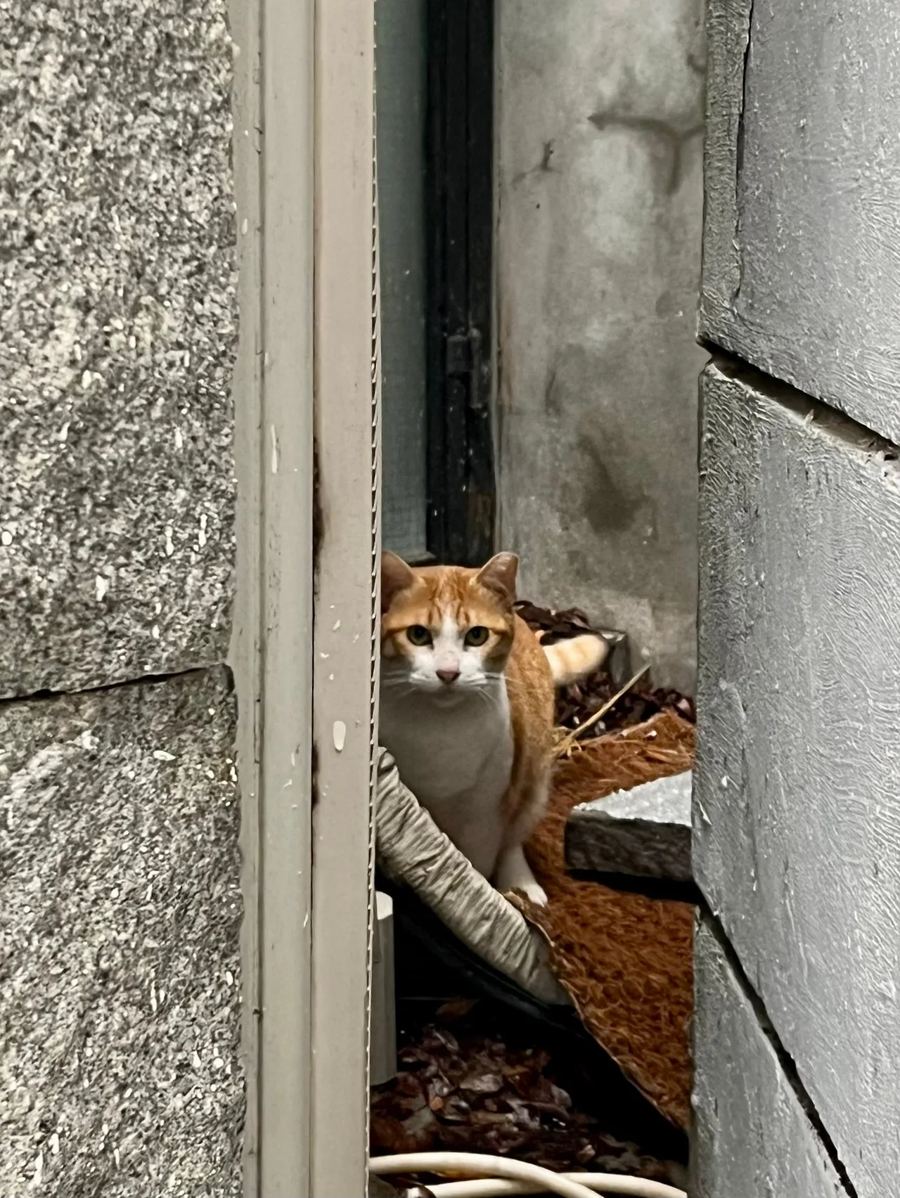 IMG%EF%BC%BF3111.jpg?type=w1600