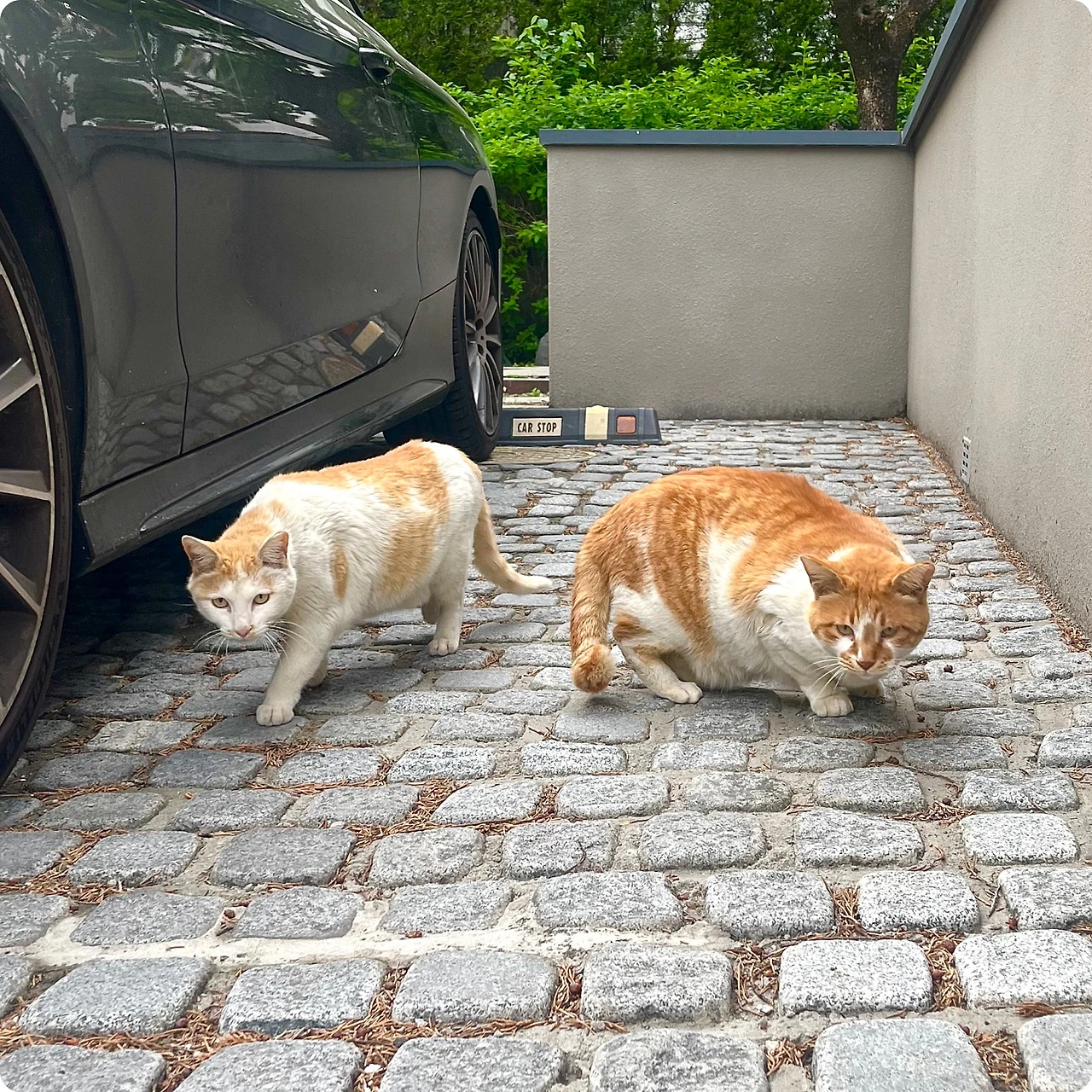 IMG_4185.jpg?type=w1600