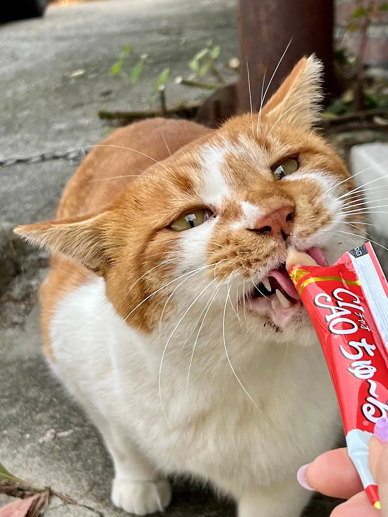 IMG%EF%BC%BF5036.jpg?type=w1600