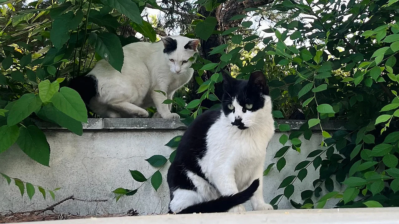 SE-b479a093-ad61-4099-aa65-8f02d98cbb96.jpg?type=w1600