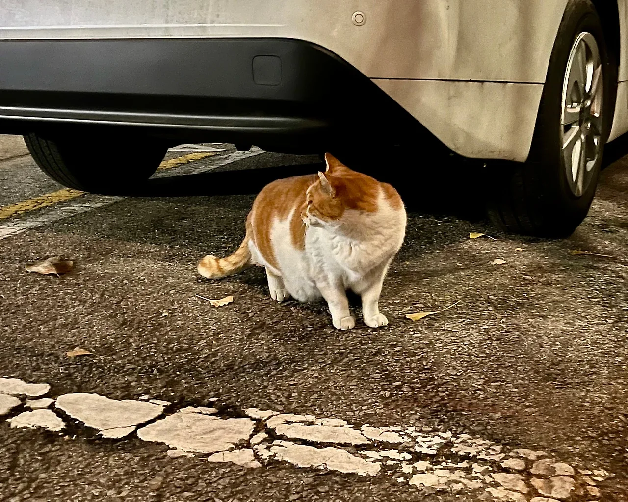 IMG%EF%BC%BF9054.jpg?type=w1600