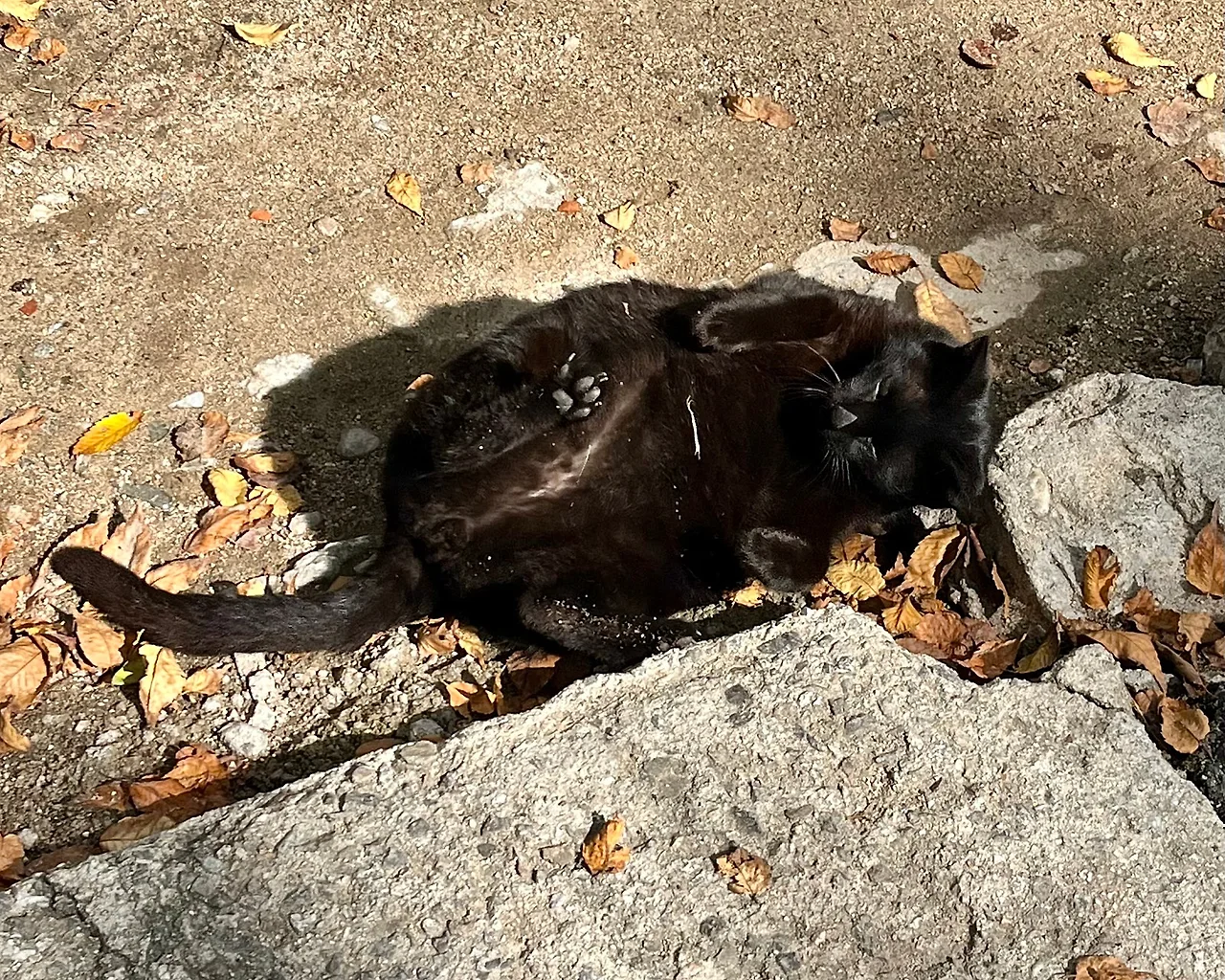 IMG%EF%BC%BF3277.jpg?type=w1600