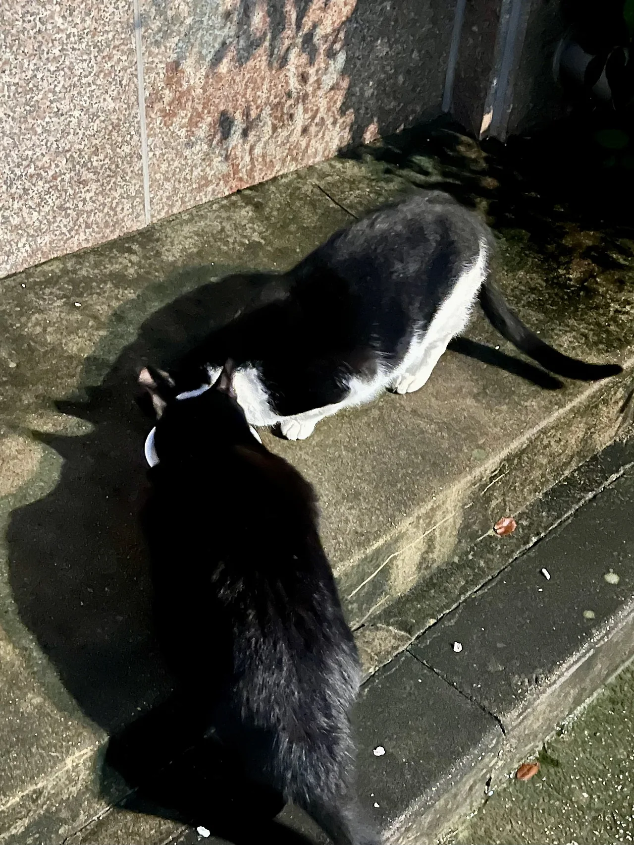 IMG%EF%BC%BF1693.jpg?type=w1600