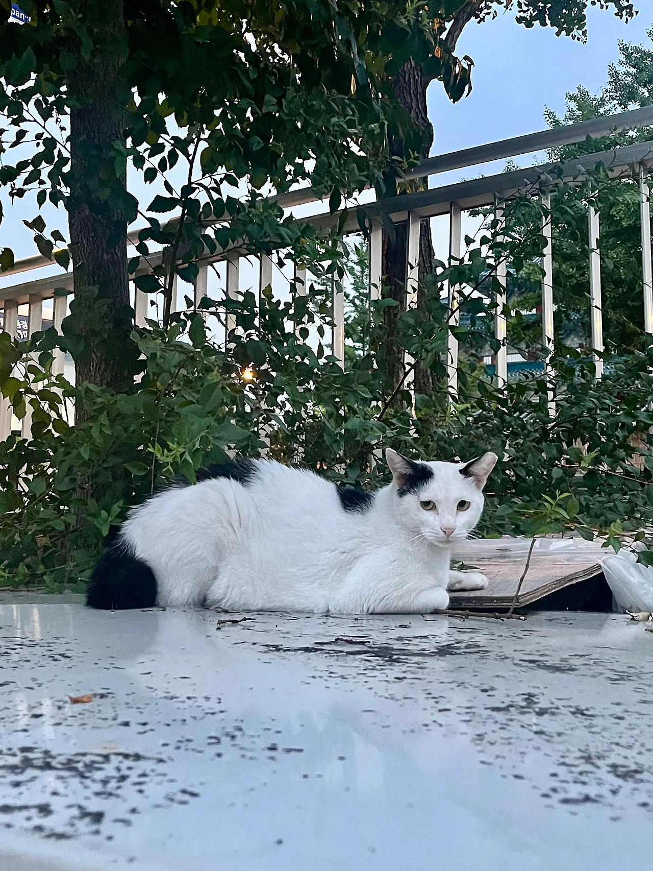 IMG%EF%BC%BF1101.jpg?type=w1600