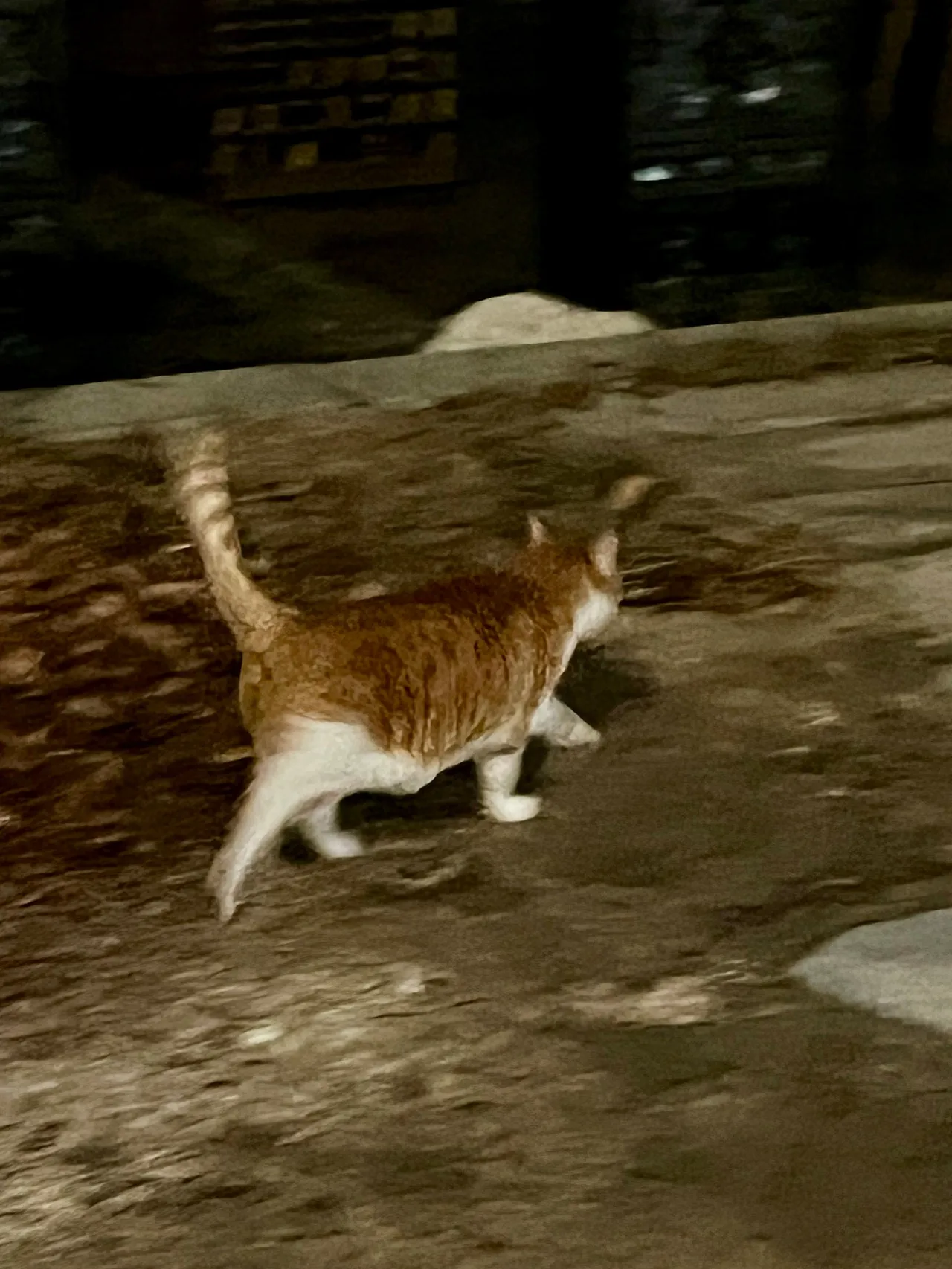 IMG%EF%BC%BF0133.jpg?type=w1600