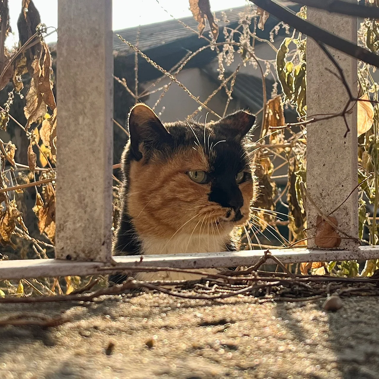 IMG%EF%BC%BF9394.jpg?type=w1600