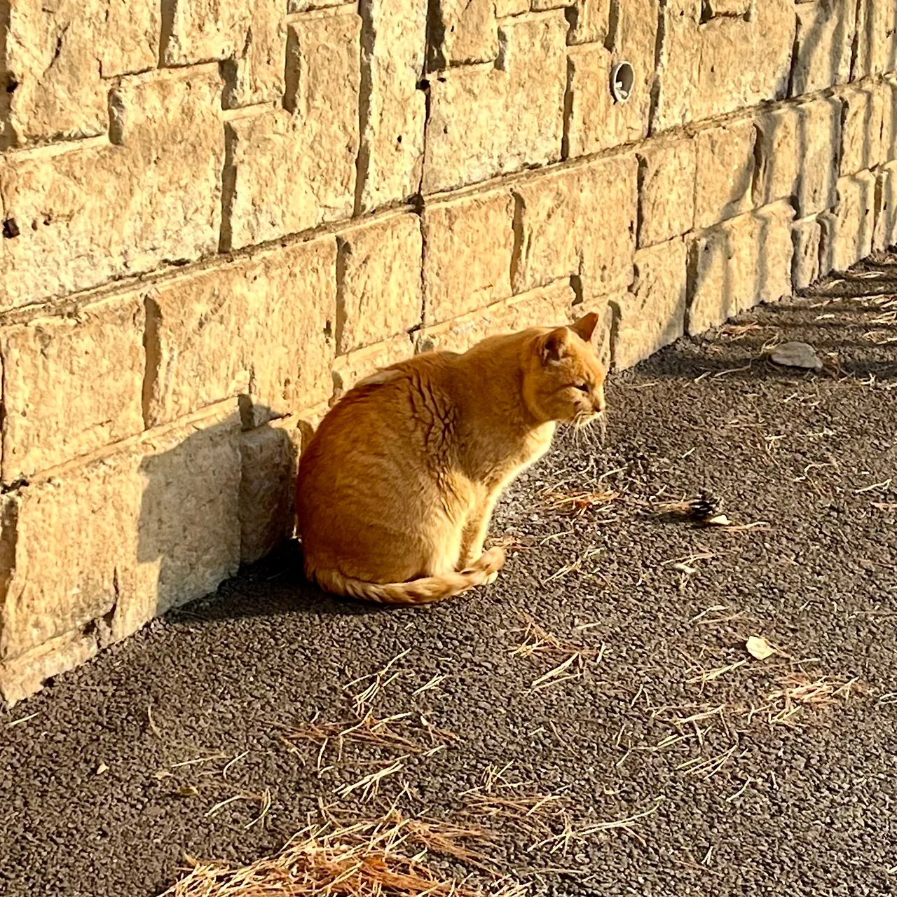 SE-373CDC51-118A-4D6F-8A42-2F761C469C89.jpg?type=w1600