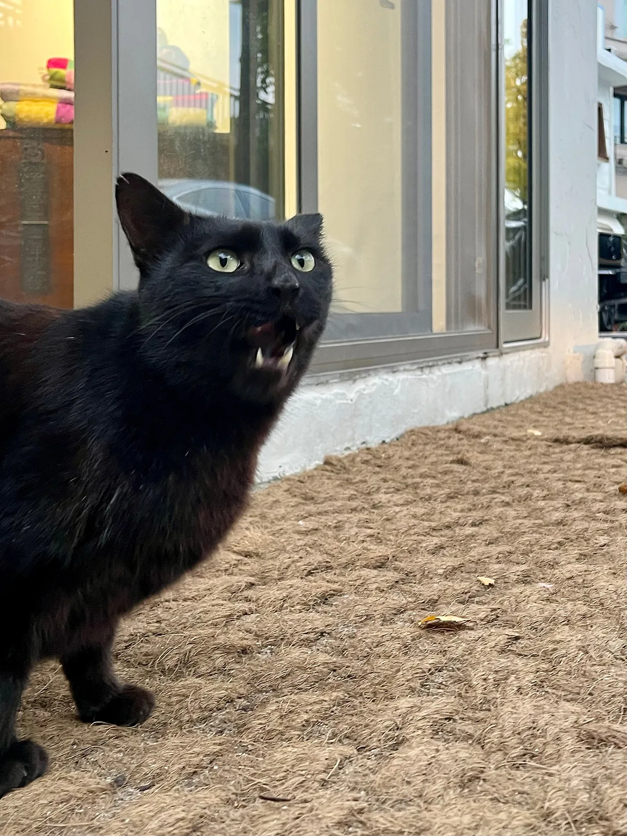 IMG%EF%BC%BF4335.jpg?type=w1600