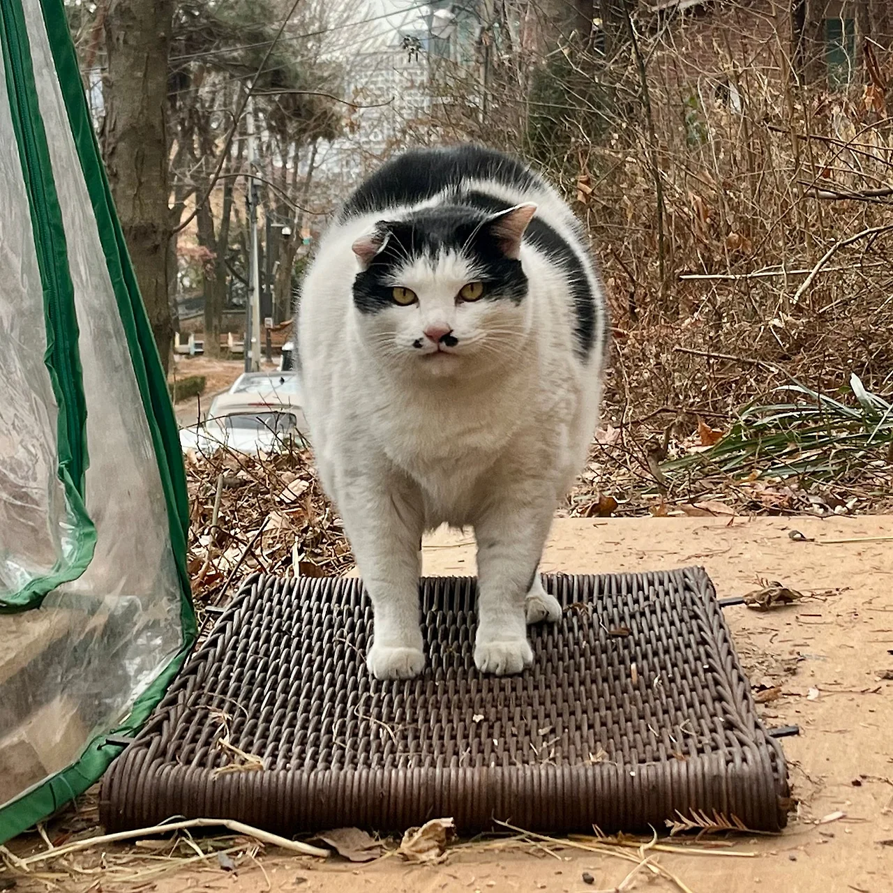 IMG%EF%BC%BF1229.jpg?type=w1600