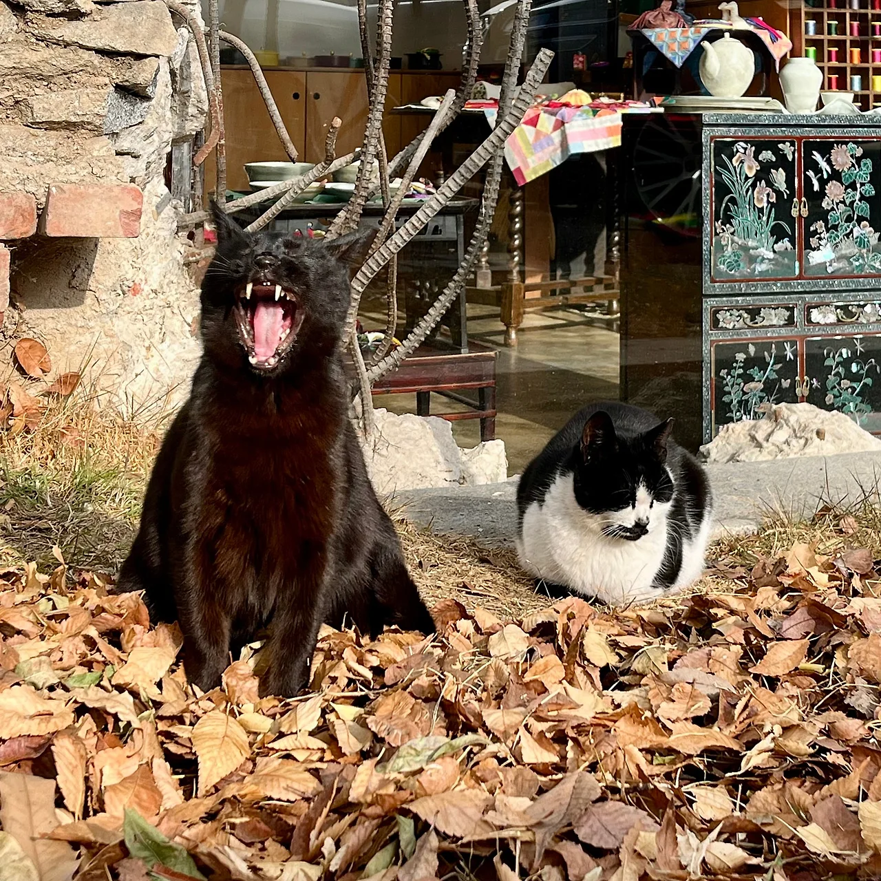 IMG%EF%BC%BF9219.jpg?type=w1600