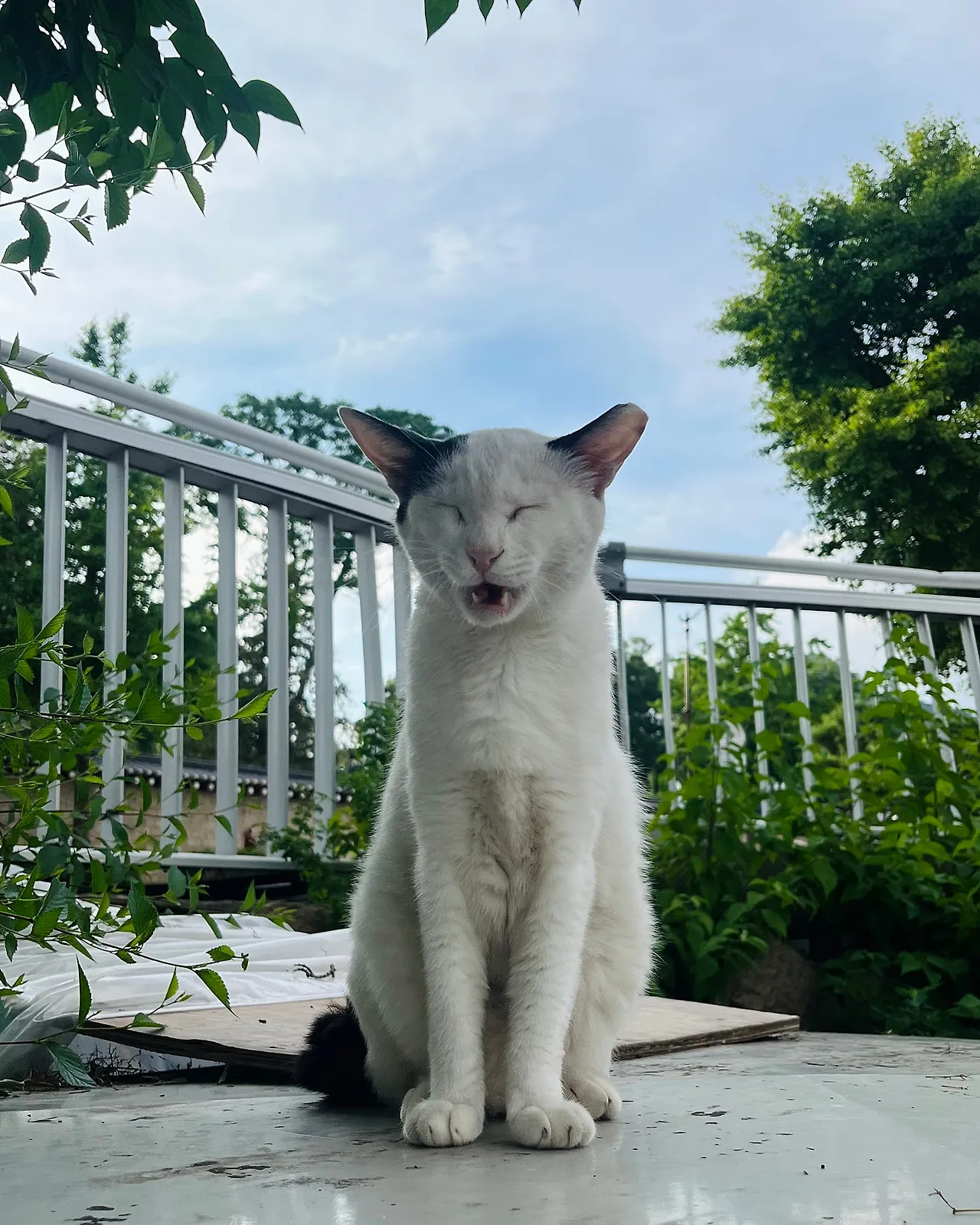 IMG%EF%BC%BF7080.jpg?type=w1600