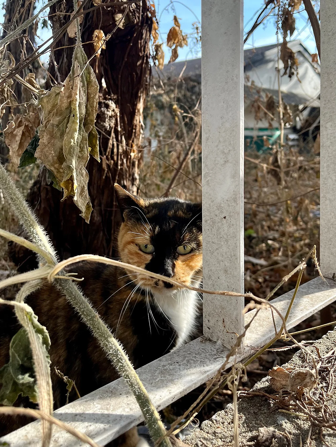 IMG%EF%BC%BF9160.jpg?type=w1600