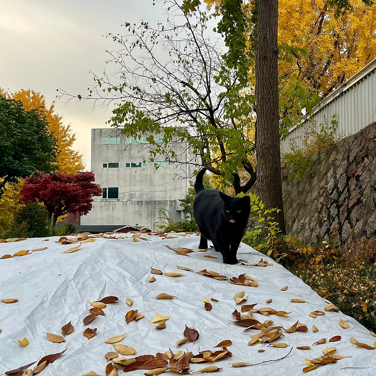 IMG%EF%BC%BF5145.jpg?type=w1600