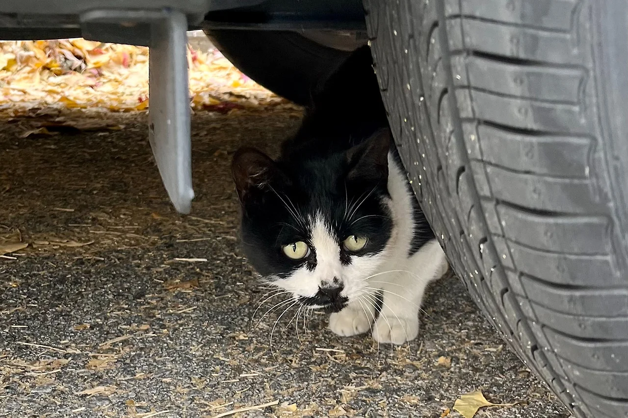 SE-7304DCC8-A661-4F8B-9D86-7EF2A1A4539B.jpg?type=w1600