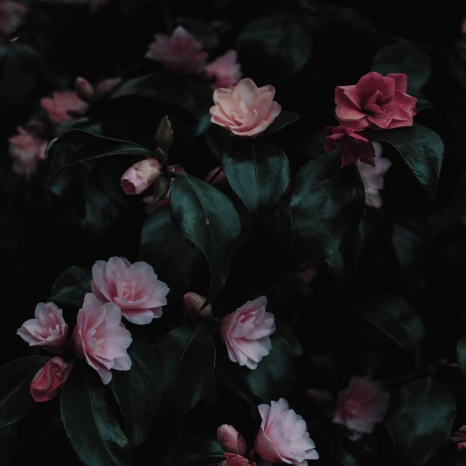 2025_19.png?type=w466