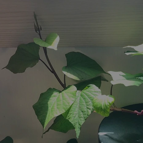 2025_16.png?type=w466