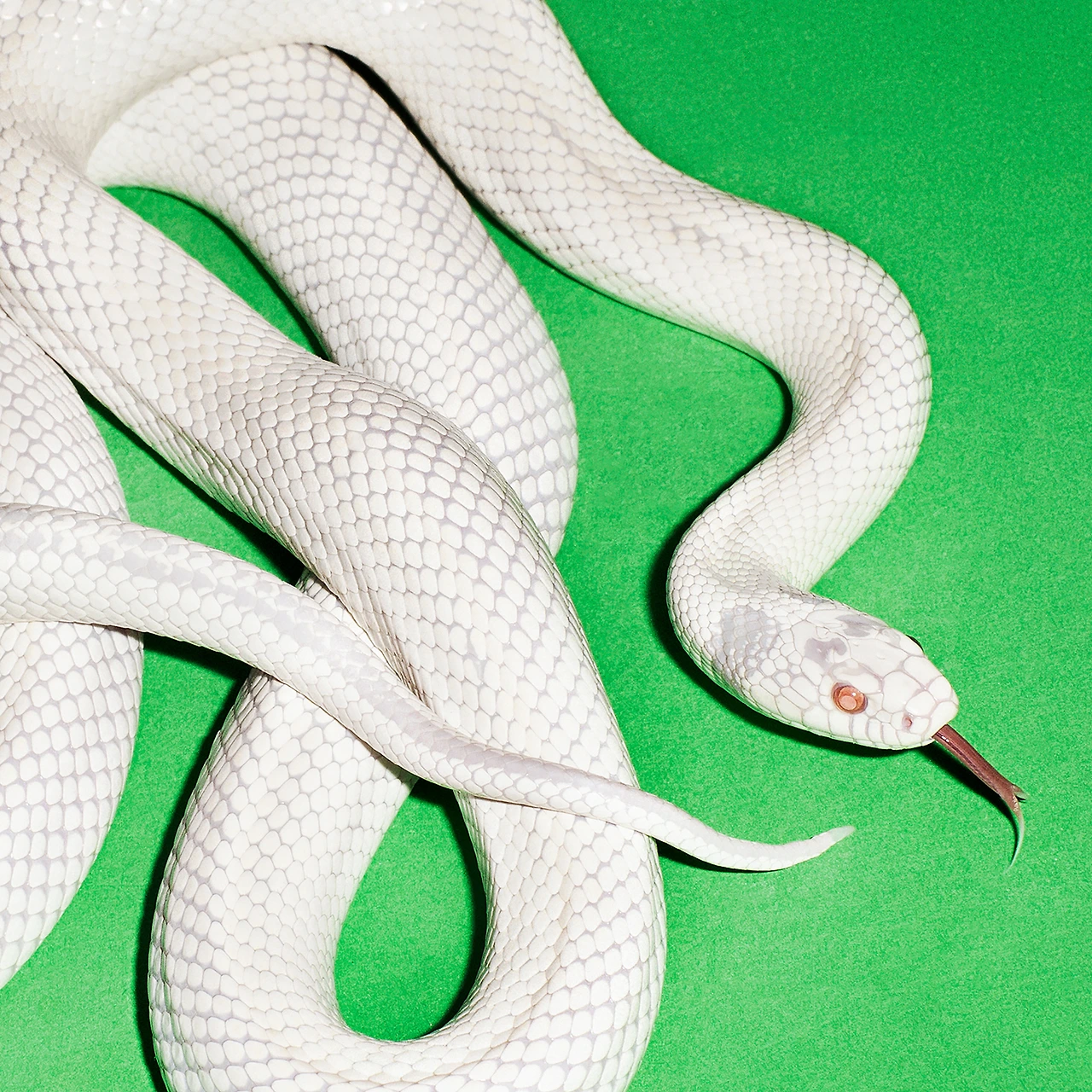 38601051.jpg?version=undefined