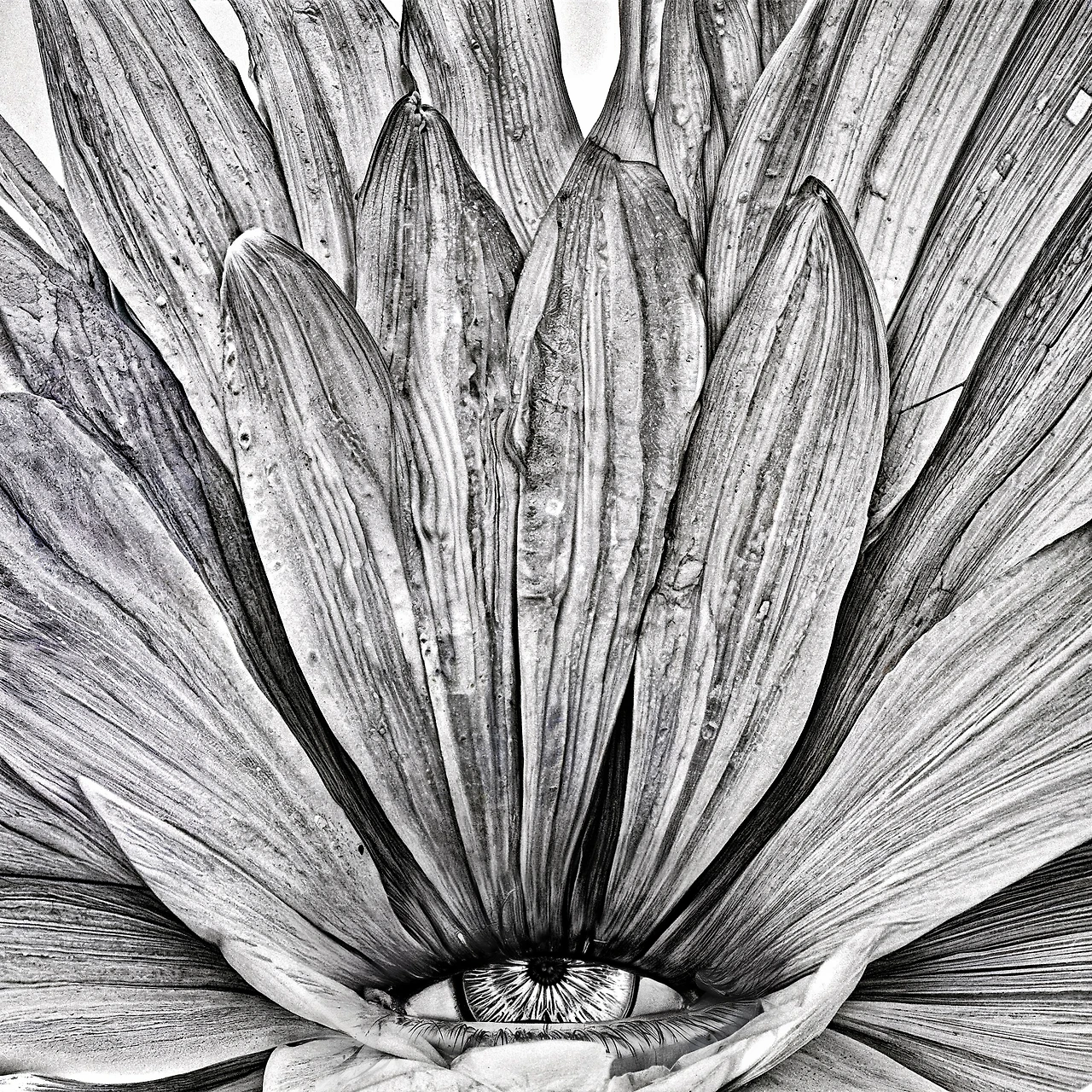 20764276.jpg?version=undefined