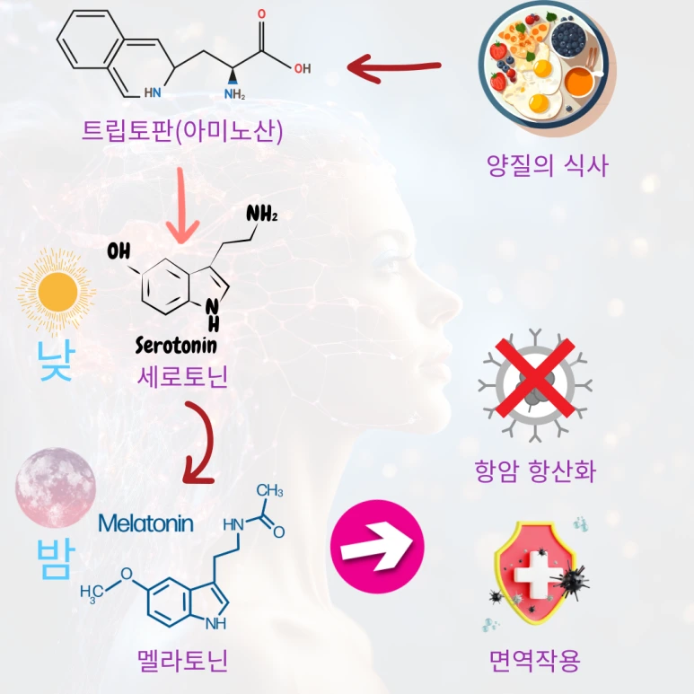 %EB%A9%9C%EB%9D%BC%ED%86%A0%EB%8B%8C.png?type=w773