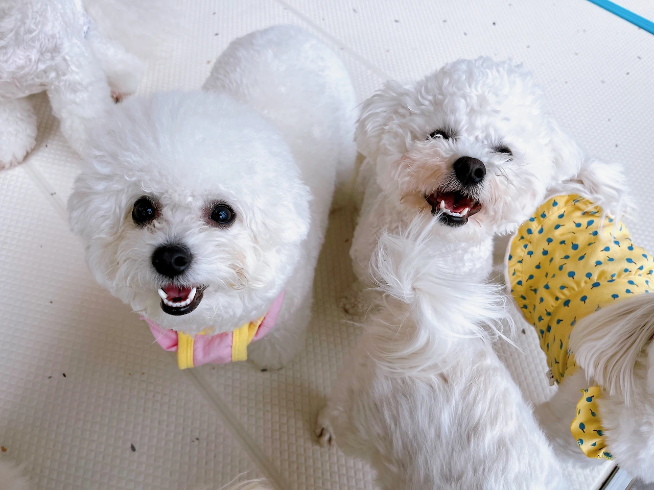 강아지교육 무시 분리불안 훈련 전주애견호텔18.jpeg