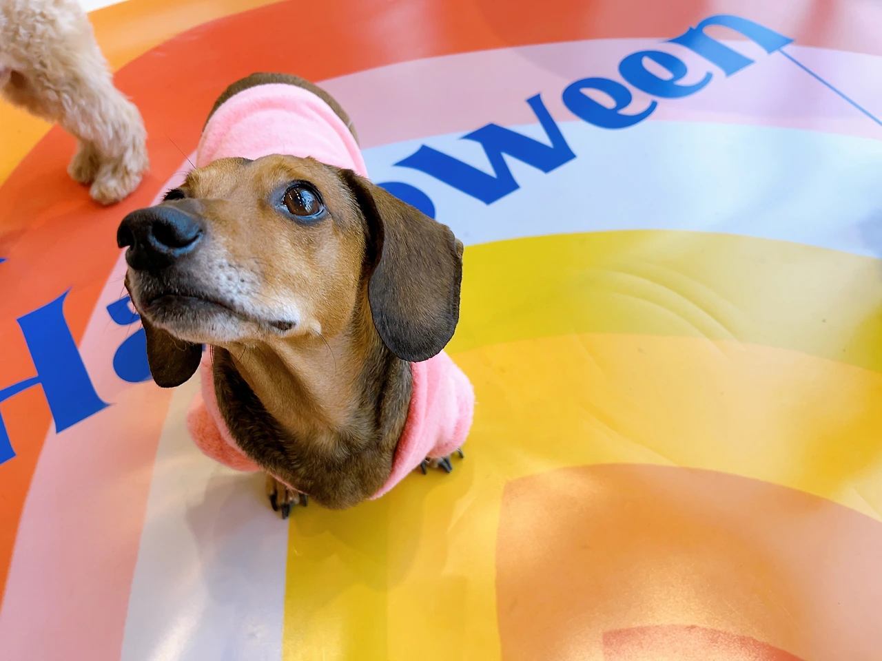 하네스 가져오면 도망다니는 강아지 산책 전주애견유치원 고마워복실아20220529.jpeg