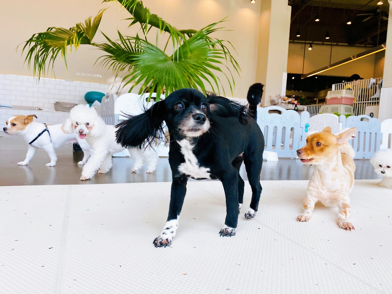 강아지 분리불안 해결법 교육 훈련 방법 전주애견유치원 송천동 에코시티42.jpeg