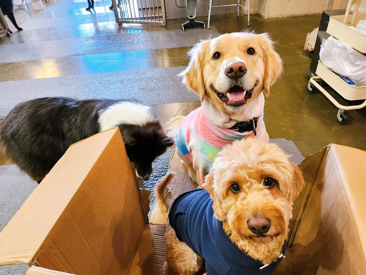 강아지 배변교육 이불 러그 수건17.jpeg