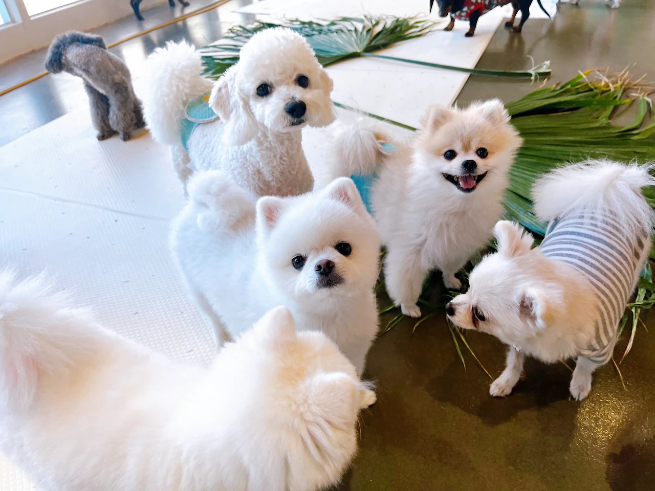 전주애견호텔 강아지호텔 고마워복실아 사회성 훈련39.jpeg