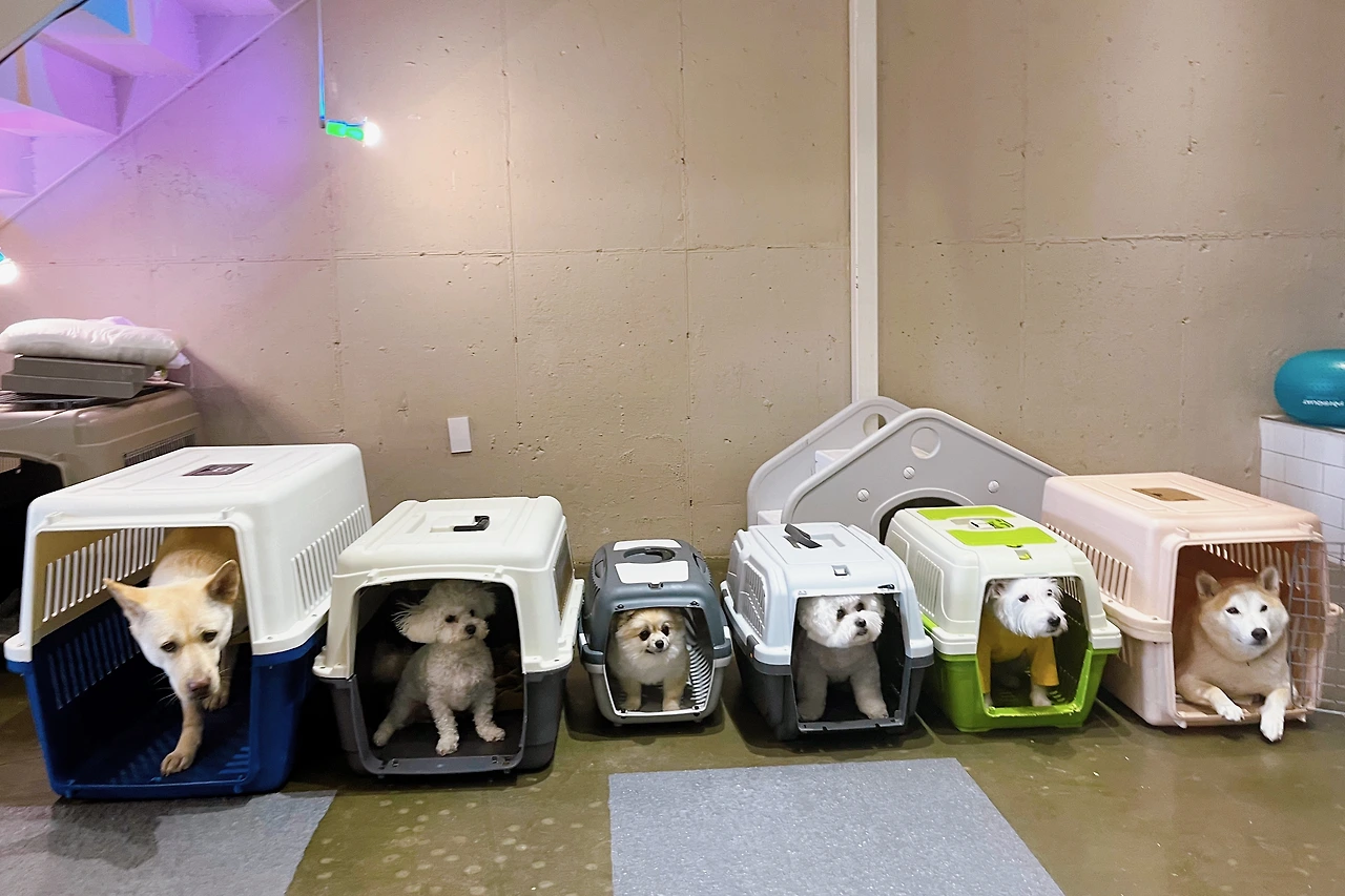 강아지 식분증 똥 변 훈련 교육37.jpeg