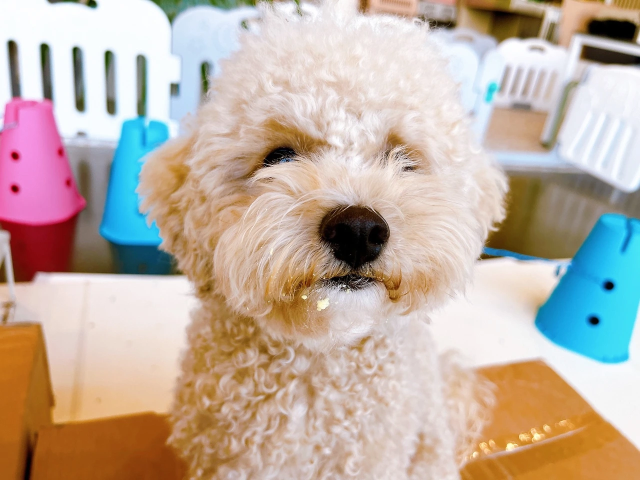 애견호텔링 강아지 준비물 전주애견호텔 고마워복실아10.jpeg