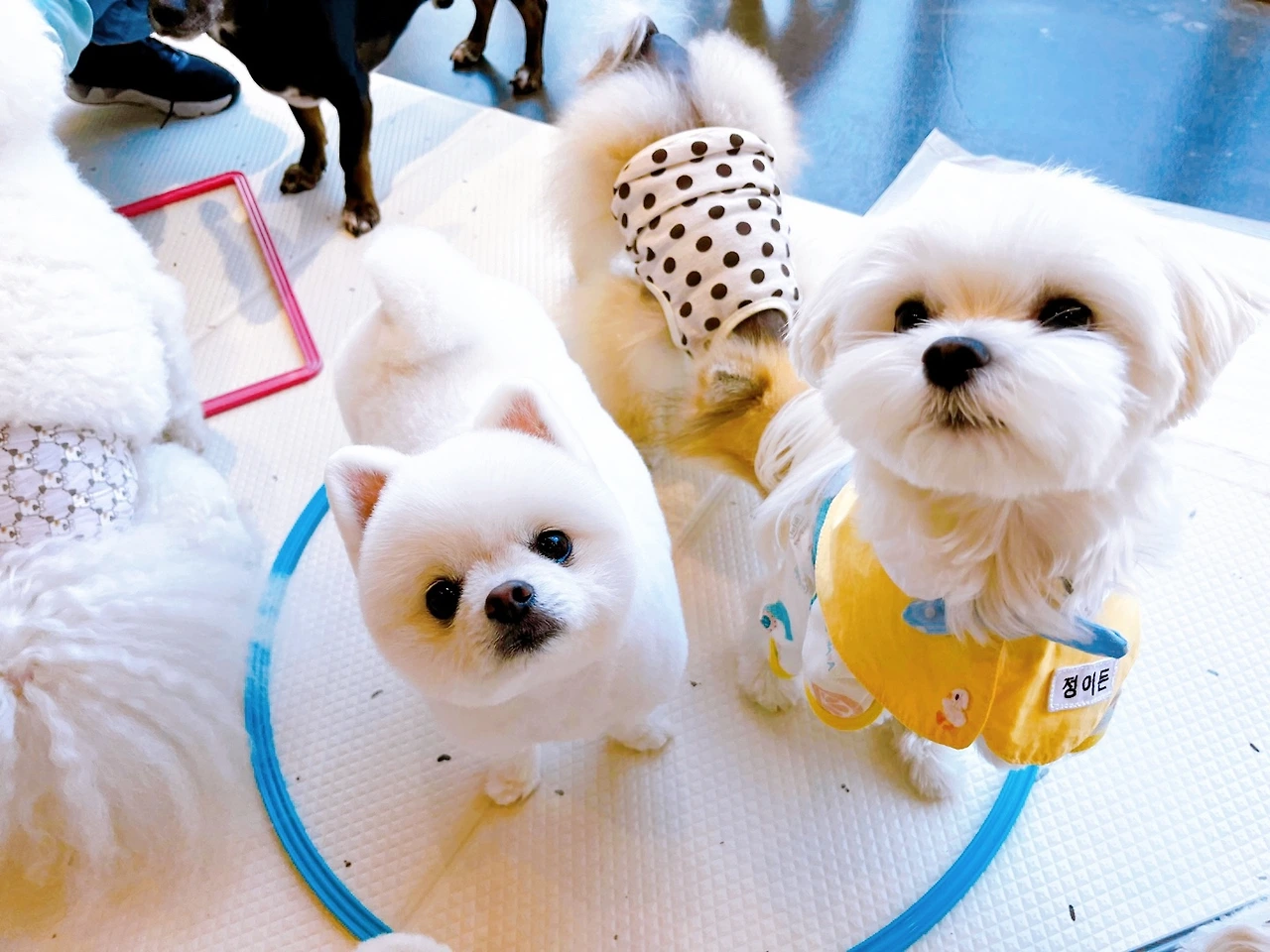 강아지 마킹 이유 중성화 교육 훈련 변마킹 전주애견유치원 고마워복실아20220525.jpeg